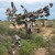 The bush is in the middle of nothing along the Nullarbor Plain, and gradually, people passing by thought it would be fun to leave something.  It probably started as trash, but once it caught on, has become a fun thing to do... in an otherwise long an