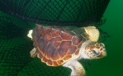 Loggerhead Turtle Escaping net
