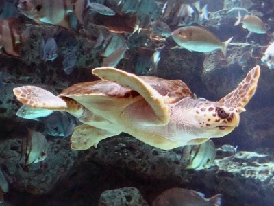 Loggerhead (Caretta caretta)