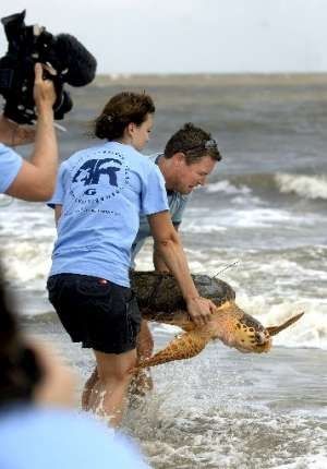 Murphy is Released into the Ocean