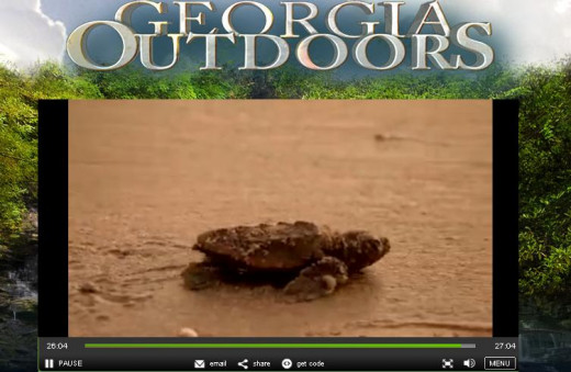 Epic Journey: The Loggerhead