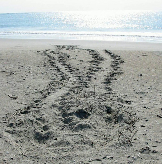 Turtle Tracks in the Sand