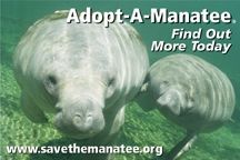 Adopt a Manatee