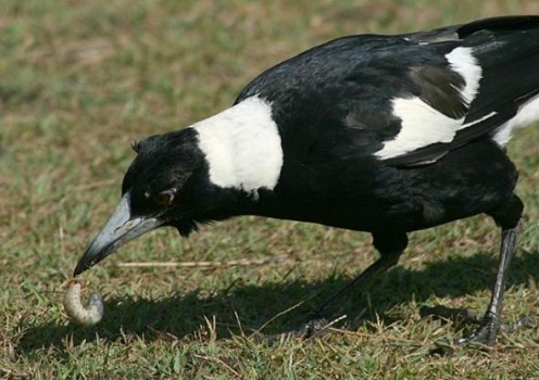 magpie australian grub magpies digging food file bird eating other wikimedia detect underground worms curious kids commons massed animals kansas