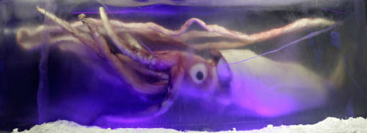 Giant Squid