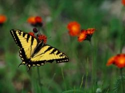 Black and Yellow Butterfly