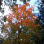 Autumn Tree Branch Autumn Tree Branch