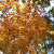 Orange leaves in fall on a branch Orange leaves in fall on a branch