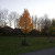 Yellow tree - fall season Yellow tree - fall season