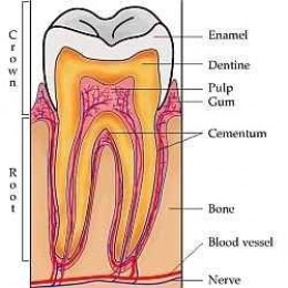 What Is the Best Sensitive Toothpaste: Sensodyne, Pronamel, Colgate 