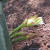 Blooming cactus. Blooming cactus.
