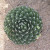 Round Queen Anne cactus. This is lovely even though it wasn't blooming. I'm not even sure if it does bloom. Round Queen Anne cactus. This is lovely even though it wasn't blooming. I'm not even sure if it does bloom.