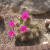 Cactus with lovely pink blooms. Cactus with lovely pink blooms.