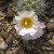 Prickly pear cactus with white bloom. Prickly pear cactus with white bloom.