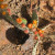 Prickly pear cactus with orange blooms. Prickly pear cactus with orange blooms.