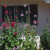 Hollyhocks -- I remember these from growing up in Illinois and love them! Hollyhocks -- I remember these from growing up in Illinois and love them!