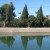 Cedar trees reflecting in a canal. They don't bloom but these tall trees are so pretty. Cedar trees reflecting in a canal. They don't bloom but these tall trees are so pretty.