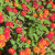 Red/orange and yellow lantana. I like this color variety the best! Red/orange and yellow lantana. I like this color variety the best!