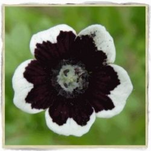 Black Flowers for a Gothic Garden | HubPages