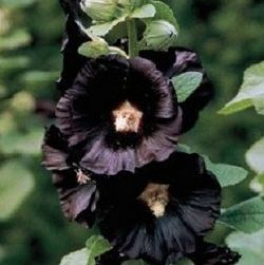 Top 9 Flores Extrañas Mirando En El Mundo - El Mundo Misterioso