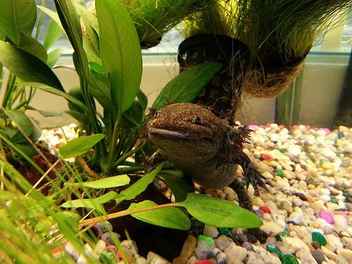 Alice's Tank
