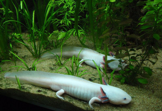 Albino Axolotls