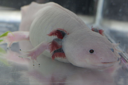 Large Albino Axolotl
