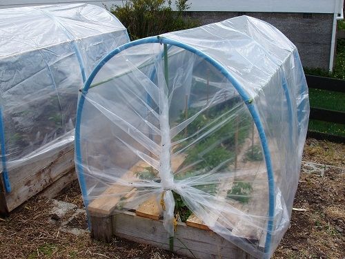 Polytunnel was made to fit on the raised beds. We used sturdy pvc pipes connected with garden stakes to support and strengthen the sides and top. We cover the whole structure with greenhouse plastic. This turned out to be an inexpensive but very prod