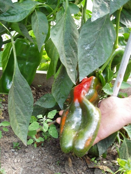 Look at the size. Biggest red pepper I have ever seen.
