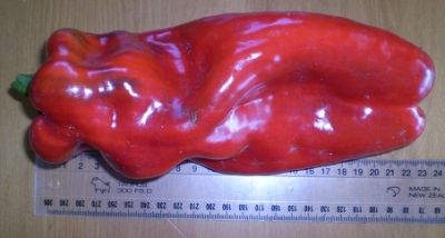 Large Red Pepper Grown in Polytunnel