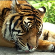 krjeffrey profile image