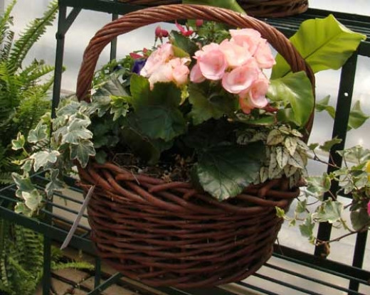 Begonia Basket