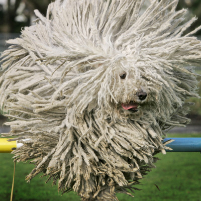 Puli