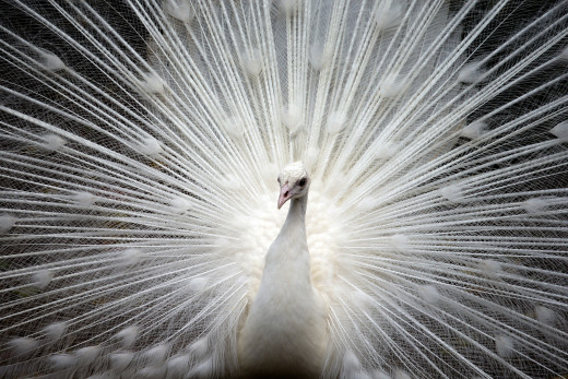 Leucistic White Peacock