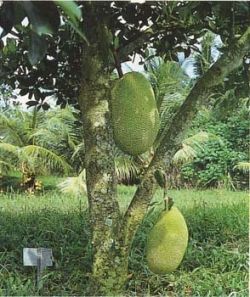 Jackfruit on the tree