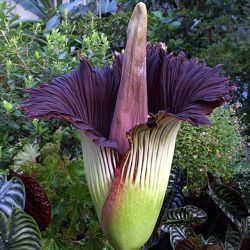 The Corpse Flower