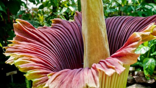 Corpse Flower in Canada