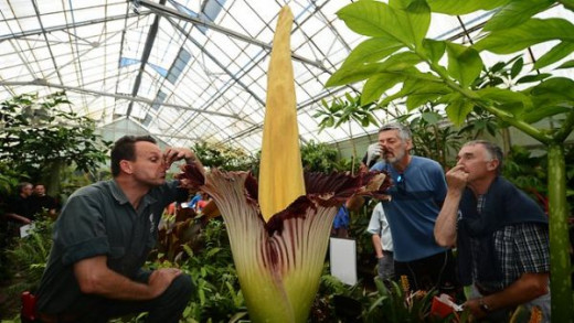 Corpse Flower in Melbourne
