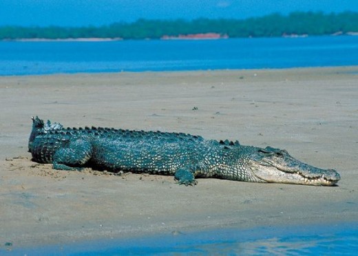 Never smile at a crocodile on a Darwin beach