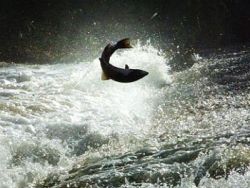 Sometimes Loki was a salmon