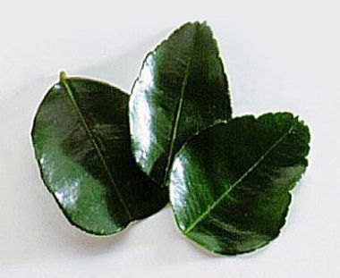 The name 'Kaffir Lime' is offensive in many parts of the world. It's known as jeruk perut and in Malaysia it's called limau purut