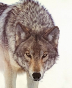 Fenrir, the Wolf