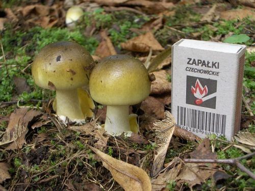 Amanita phalloides, "death cap" mushrooms