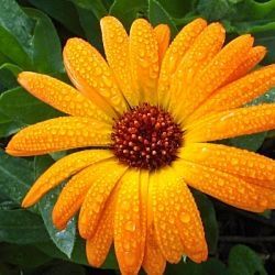 I just love calendula for its sunny golden beauty.