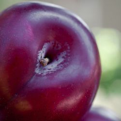 A perfect plum