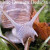 Creepy Crawlie Snail no more. Creepy Crawlie Snail no more.