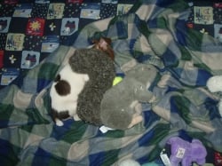 Young pup sleeping with her squirrel toy.