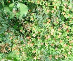 Weed patches are a great place to start.  The small leaves and flowers of many weeds are perfect for this project.