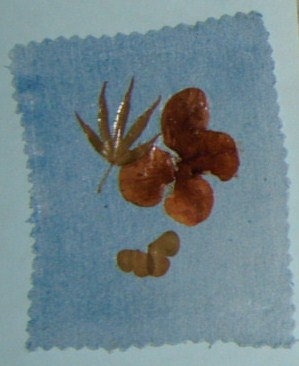 Coaster made with flower petals and leaves