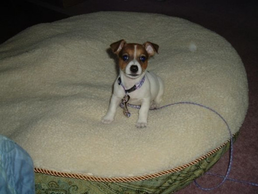 Misha playing on the big dog bed, 4 pounds and 3 months old